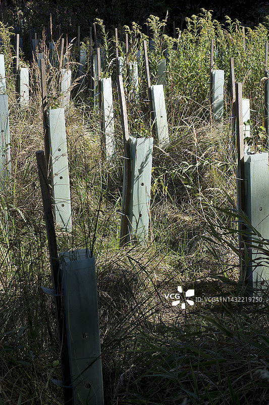 幼树防护罩图片素材