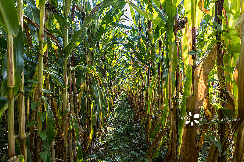 玉米田内部图片素材