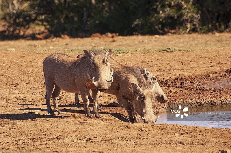 南非阿多水坑边的小疣猪群图片素材