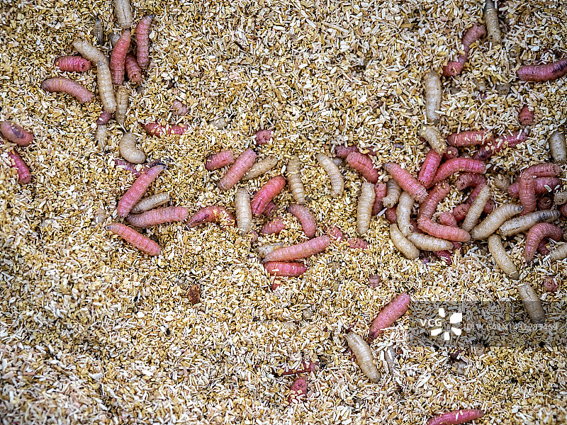 苍蝇幼虫用作鱼饵图片素材
