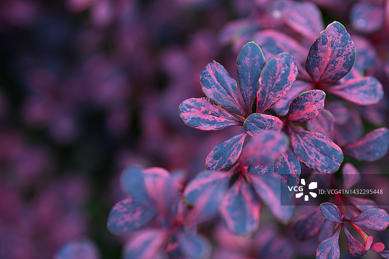 小檗植物图片素材