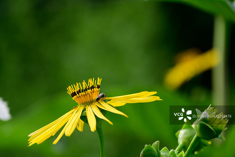 松香草花图片素材