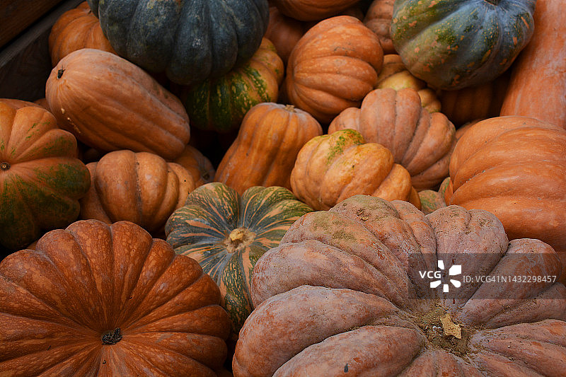各种南瓜（法国）图片素材