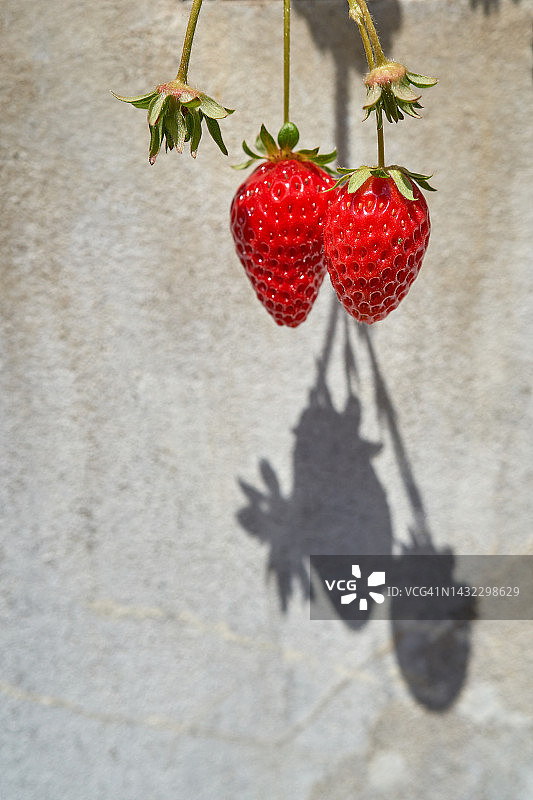 草莓植株上的红色成熟草莓图片素材