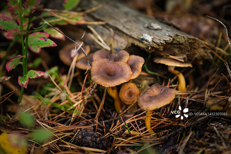 秋季漏斗形鸡油菌特写图片素材