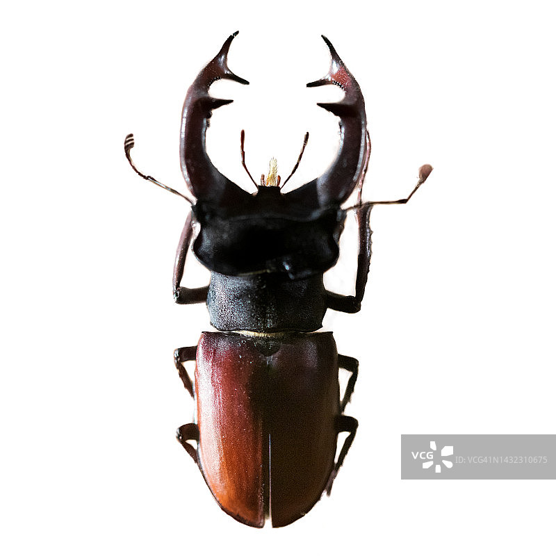 大爪子甲虫图片素材