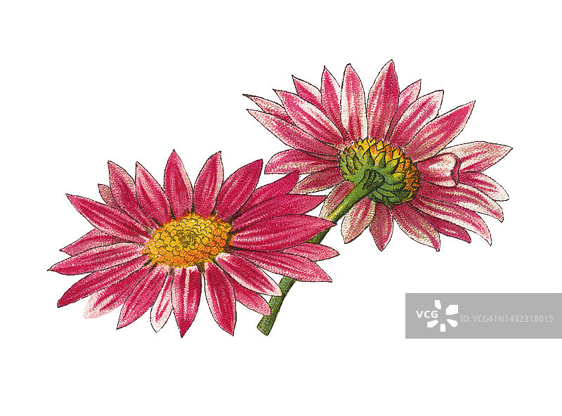 植物学旧彩色石印插图：菊花（Chrysanthemum arcticum）图片素材