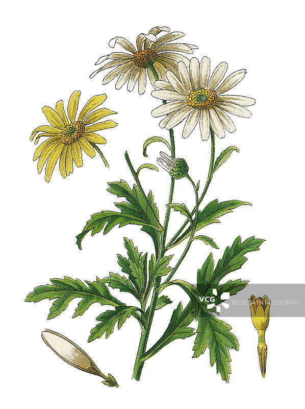植物学老式彩色石印插图：巴黎雏菊图片素材