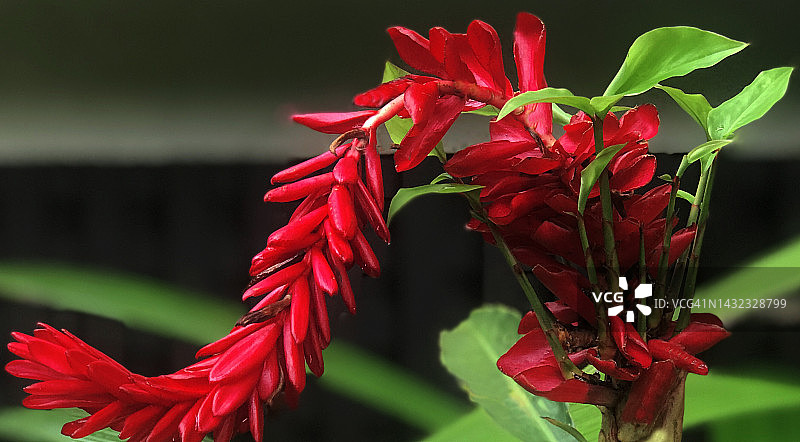 鲜艳的红色热带花朵图片素材