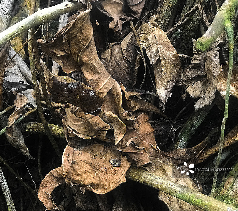 秋叶营造出忧伤的意境图片素材