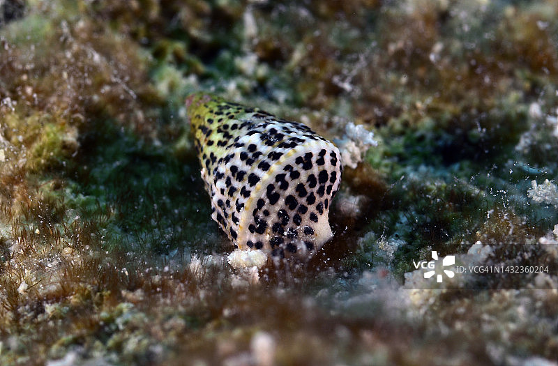 粗短的缝螺图片素材