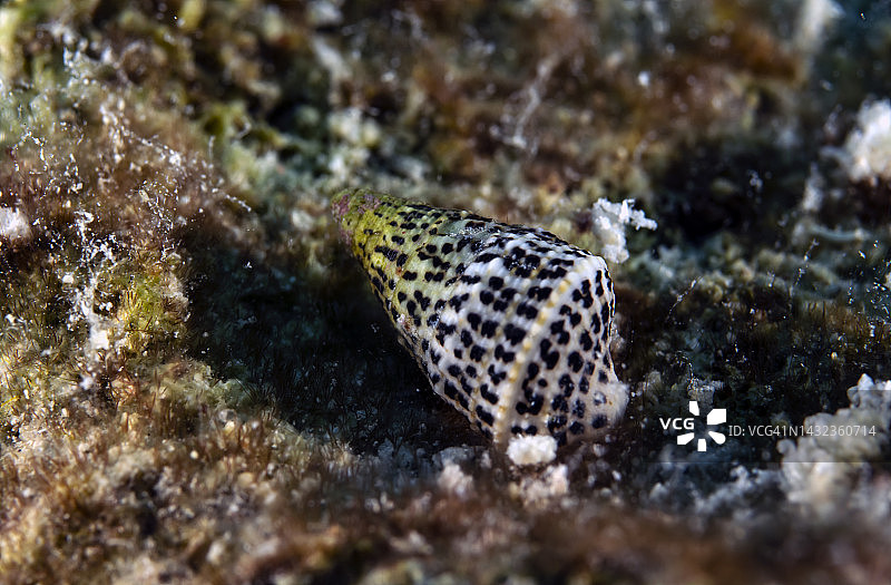 粗短的缝螺图片素材