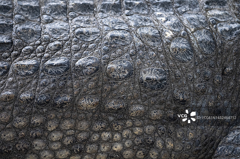 鳄鱼皮特写镜头图片素材