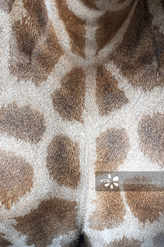 长颈鹿皮肤纹理图案特写图片素材