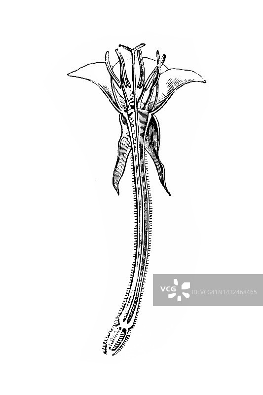 普通月见草图片素材
