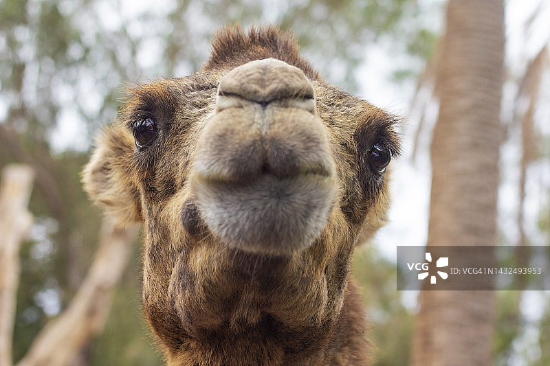骆驼特写图片素材