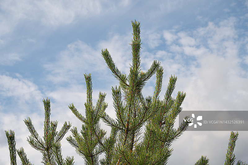 幼松树冠图片素材