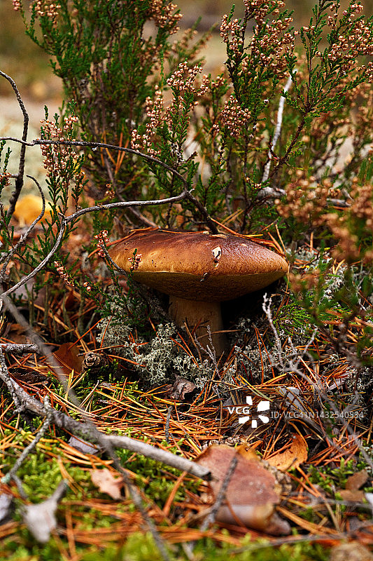 秋季森林中生长的美味牛肝菌，自然环境采摘季概念图片素材
