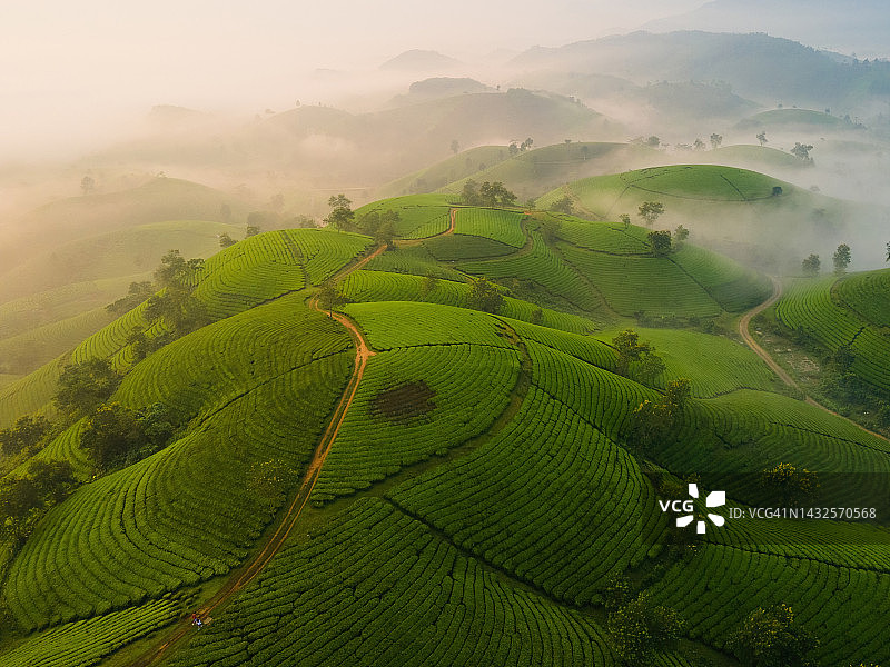 亚洲茶园航拍图片素材
