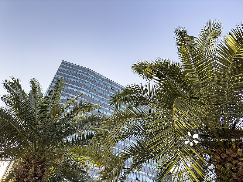 现代建筑前的棕榈树图片素材