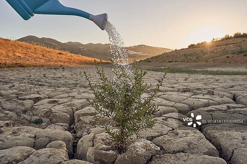浇水壶给干旱土壤中的植物浇水图片素材