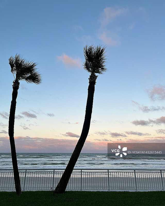 加那利群岛兰萨罗特岛普埃尔托卡莱罗的棕榈树与三角梅图片素材