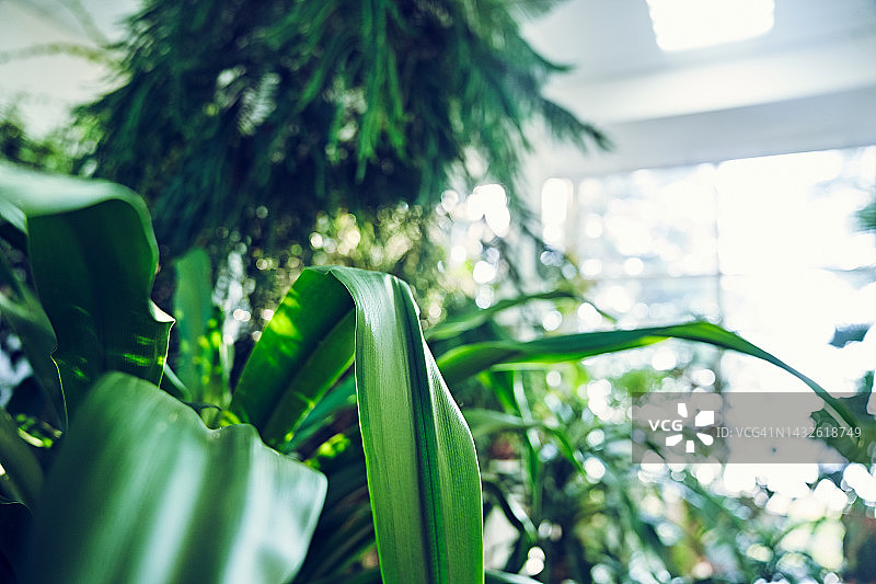 热带植物背景，种植室内植物的爱好，大树，植物商店或冬季花园概念图片素材