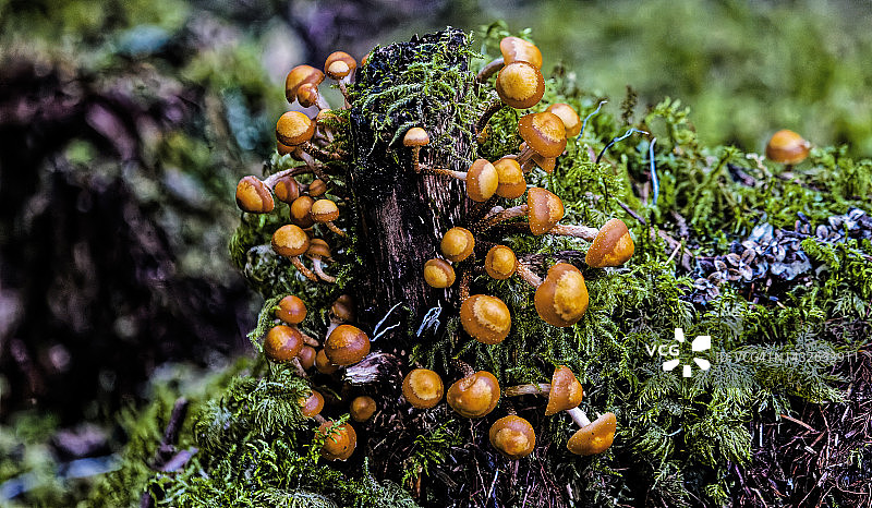 森林里的蘑菇图片素材