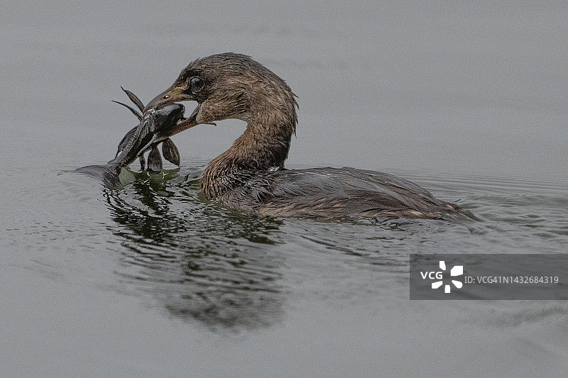 小䴙䴘图片素材