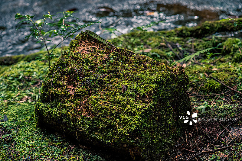 长满苔藓的树桩图片素材