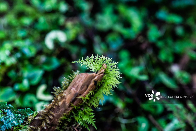 藓类植物图片素材