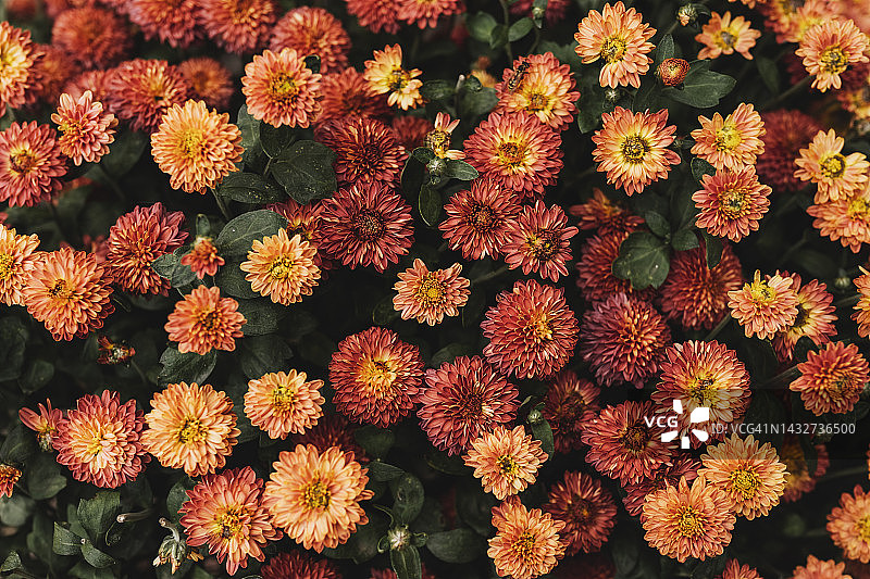 绚丽的秋菊图片素材