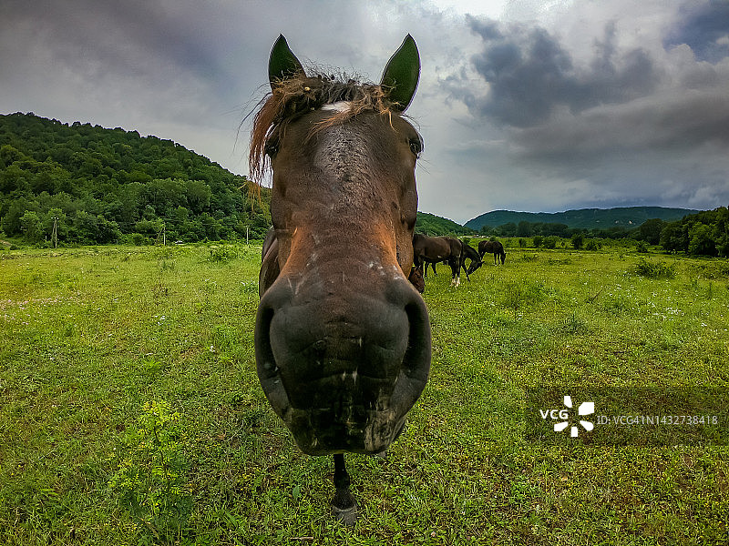 大马头鱼眼图片素材