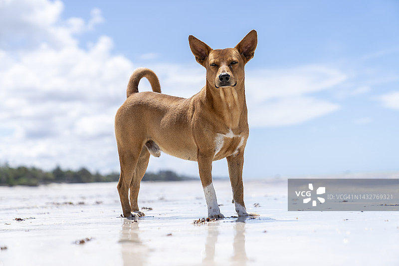 肯尼亚蒙巴萨海滩上的流浪狗图片素材