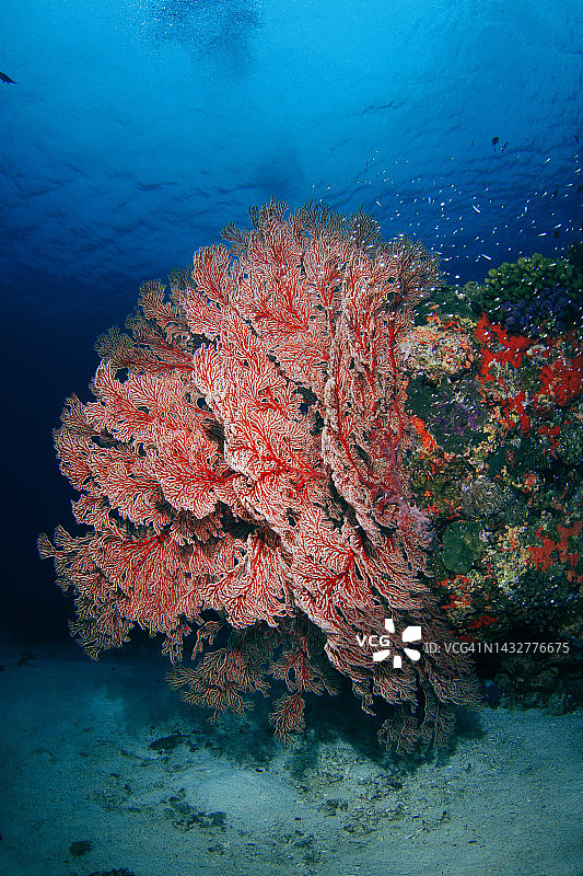 冲绳庆良间群岛美丽海扇图片素材