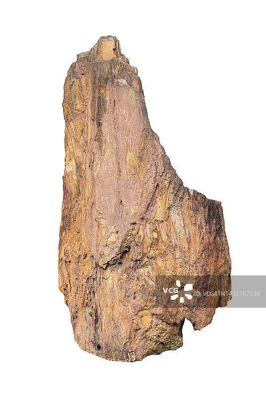白色背景上与世隔绝的石化古木图片素材