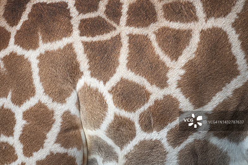 长颈鹿皮肤纹理图案特写图片素材