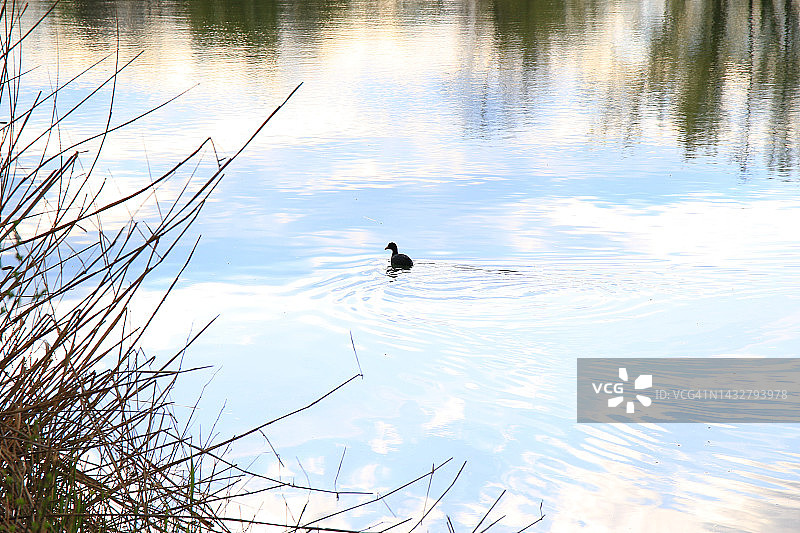 德国雷根斯堡：骨顶鸡在多瑙河上游泳图片素材