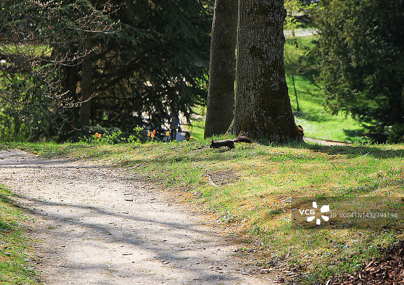 德国雷根斯堡：好奇的欧亚红松鼠在公园的地上寻找食物图片素材