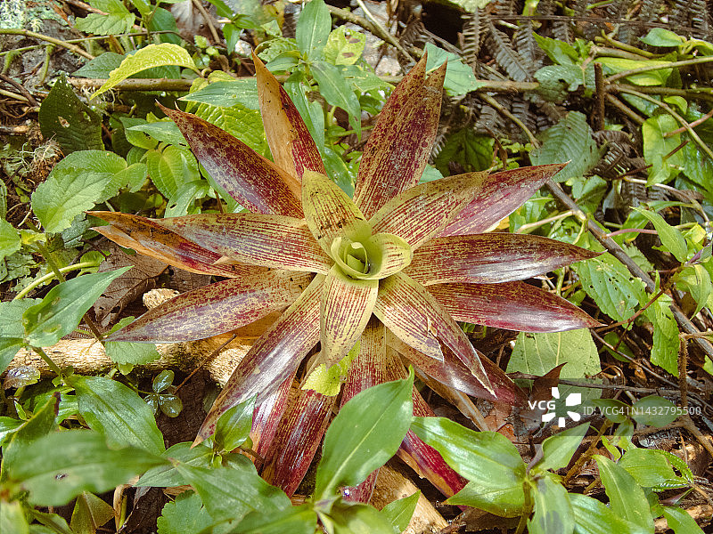 凤梨植物，哥斯达黎加圣赫拉尔多-德多塔图片素材