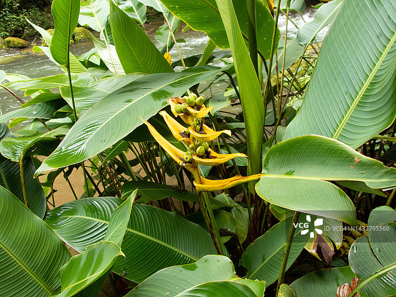 宽叶蝎尾蕉，黄色花朵。圣赫拉尔多-德多塔，哥斯达黎加。图片素材