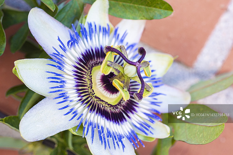 西番莲图片素材