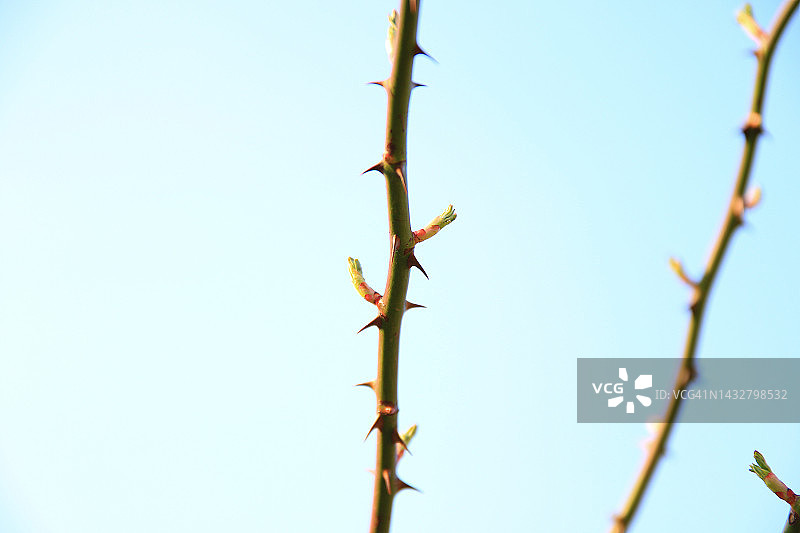德国雷根斯堡：从野玫瑰丛中长出的玫瑰嫩芽特写图片素材