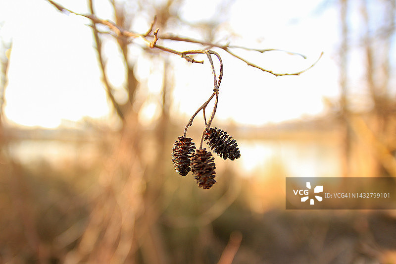 德国雷根斯堡：欧洲桤木特写图片素材