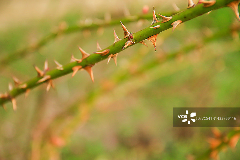德国雷根斯堡：多刺的犬蔷薇树枝。绿色野蔷薇枝条，有许多大小尖锐的橙色刺图片素材