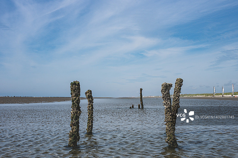 海滩上损坏的老式贻贝养殖桩图片素材