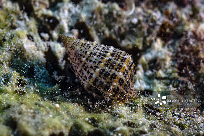 粗短的缝螺图片素材