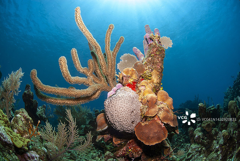 软珊瑚，软木海指图片素材