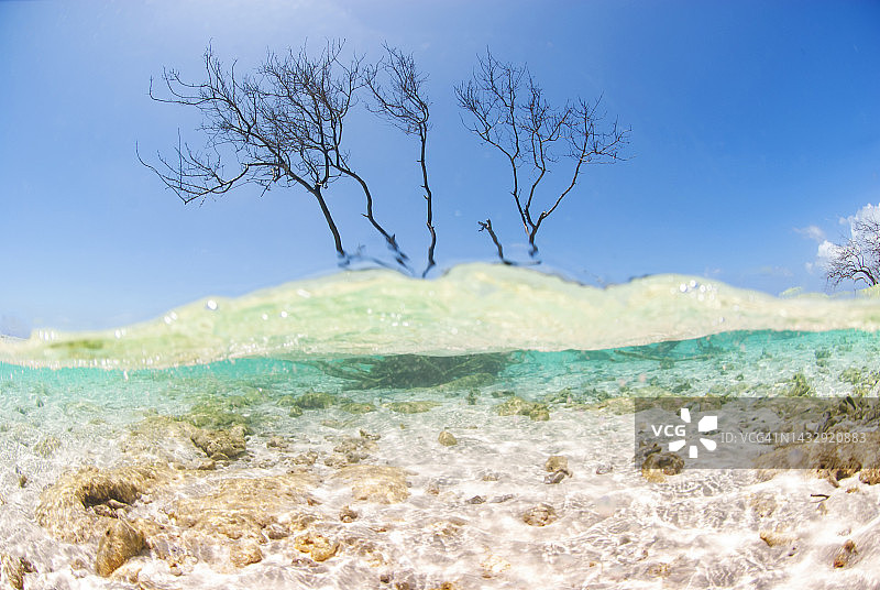 罗坦岛鸽子礁水下的树木图片素材