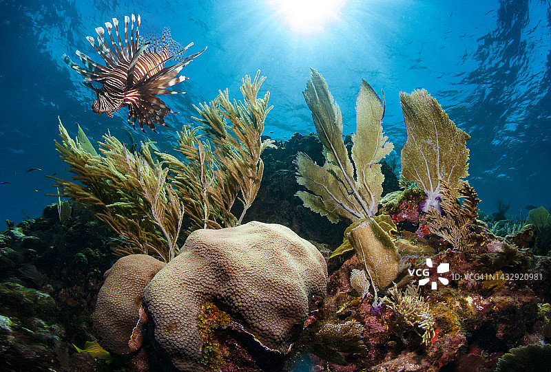 狮子鱼游过星状珊瑚和扇形珊瑚图片素材